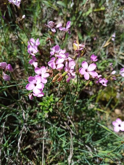 Dianthus pungens, photographed by Bee Together