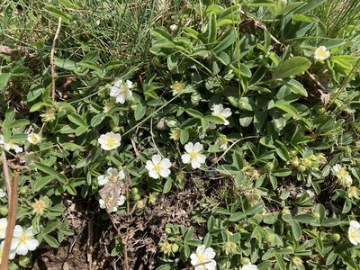 Potentilla montana, photographed by Marc Riera