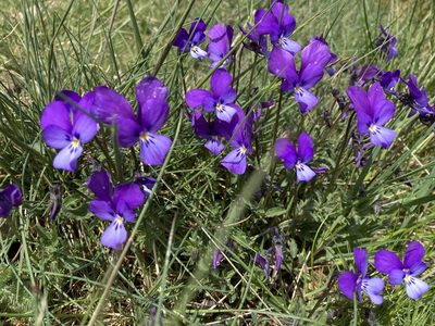 Viola bubanii, photographed by Marc Riera