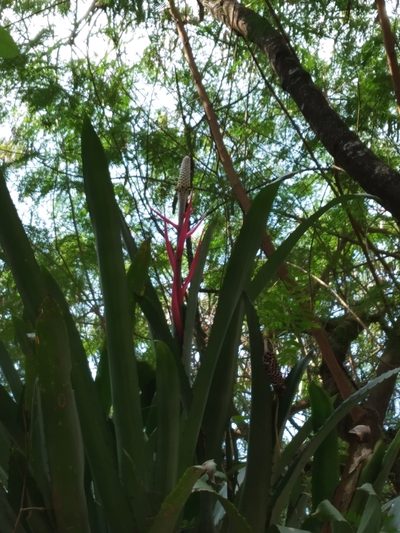 Aechmea bromeliifolia, photographed by Otto Heringer
