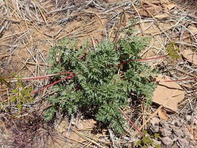 Tauschia parishii, photographed by George Williams