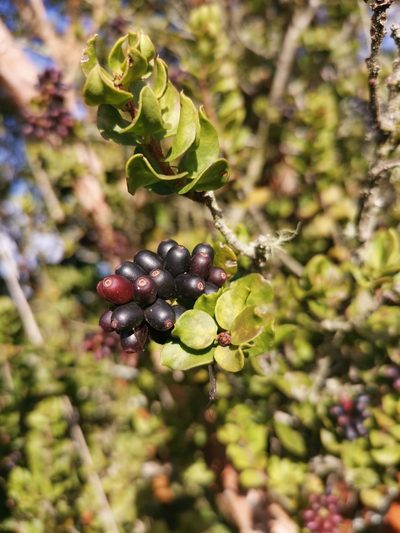 Notanthera heterophylla, photographed by Inao Vasquez