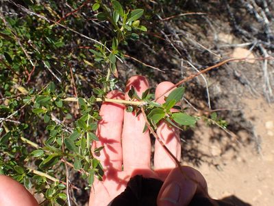 Ceanothus palmeri, photographed by George Williams