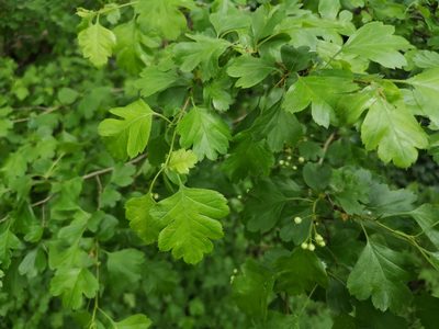 Crataegus rhipidophylla, photographed by Jens-Christian Svenning