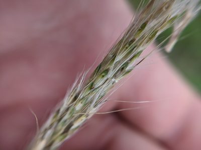 Bothriochloa hybrida, photographed by Cleveland Powell