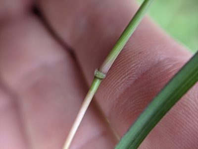 Bothriochloa hybrida, photographed by Cleveland Powell