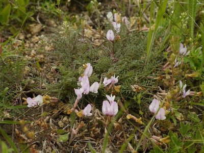 Astragalus corniculatus, photographed by Roman