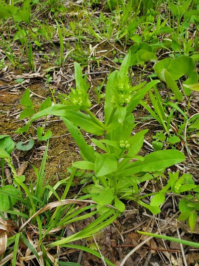 Valeriana umbilicata, photographed by Katie Kucera