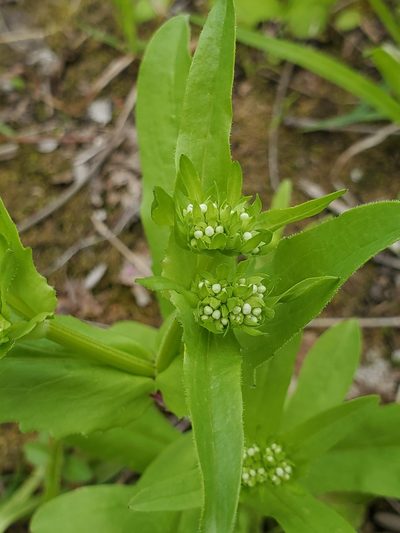 Valeriana umbilicata, photographed by Katie Kucera