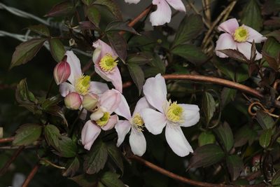 Clematis montana, photographed by Stephen James McWilliam