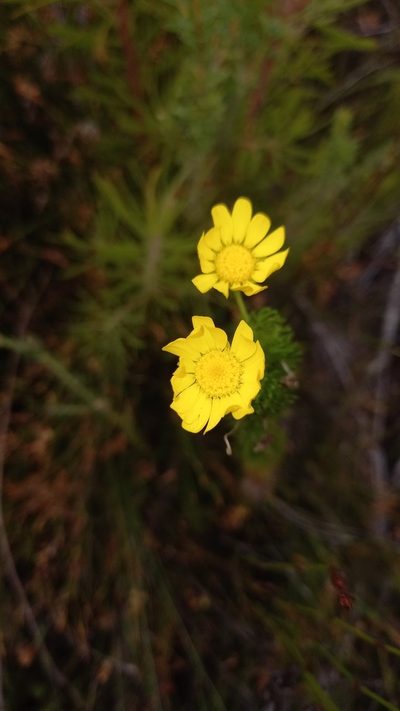 Euryops pinnatipartitus, photographed by kevin koen