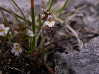 Euphrasia salisburgensis, photographed by Yves Bas