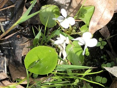 Viola macloskeyi, photographed by Bob
