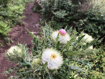 Cirsium brevistylum, photographed by Jeff Harter