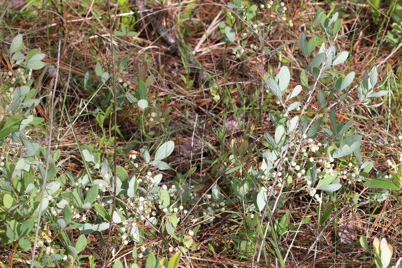 Gaylussacia nana, photographed by Lauren McLaurin