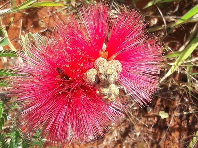Calliandra dysantha, photographed by Douglas