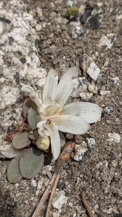 Lewisia kelloggii, photographed by My-Lan Le