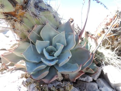 Echeveria strictiflora, photographed by Sandino Guerrero