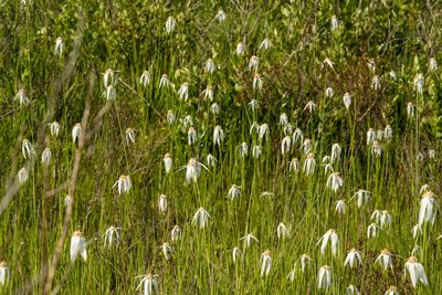Rhynchospora latifolia, photographed by Court Harding