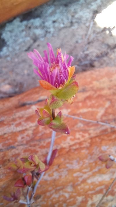 Ruschia virgata, photographed by kevin koen