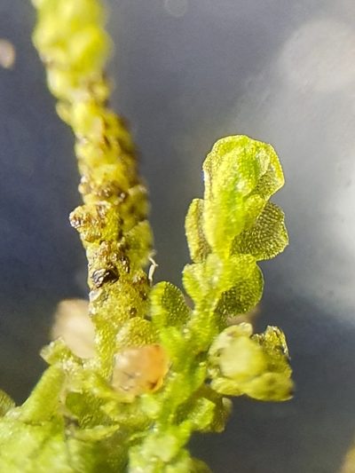 Lejeunea cavifolia, photographed by Jonathan Hughes