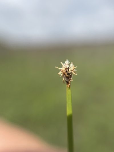 Eleocharis compressa, photographed by Brandon Corder