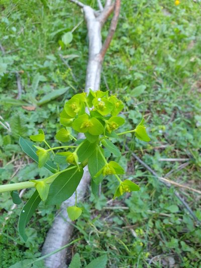 Euphorbia iberica, photographed by Дауд Арсанукаев
