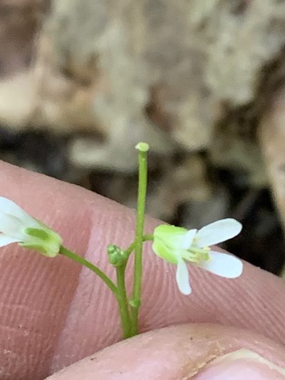 Arabis eschscholtziana, photographed by Tom Erler