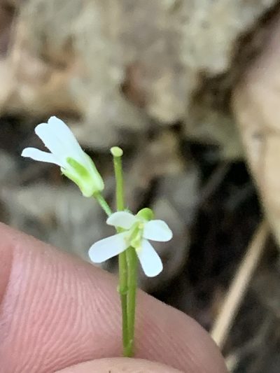Arabis eschscholtziana, photographed by Tom Erler