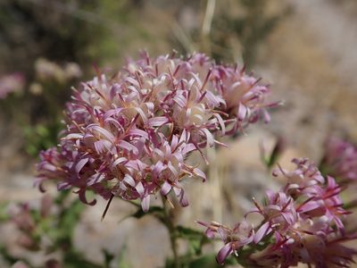 Acourtia wrightii, photographed by Nolan Exe