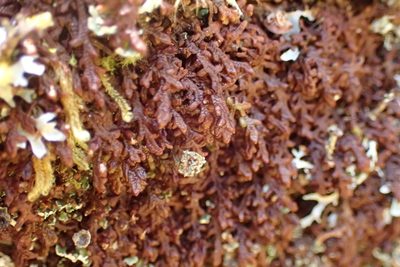 Frullania asagrayana, photographed by Lara Gibson