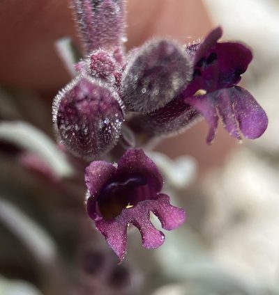 Penstemon kingii, photographed by Matt Berger