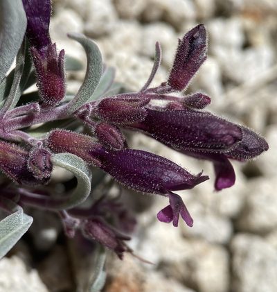 Penstemon kingii, photographed by Matt Berger