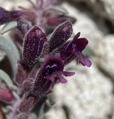 Penstemon kingii, photographed by Matt Berger