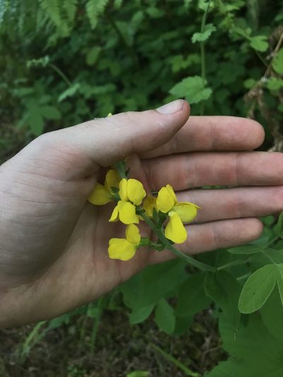 Thermopsis gracilis, photographed by Daniel Kennedy