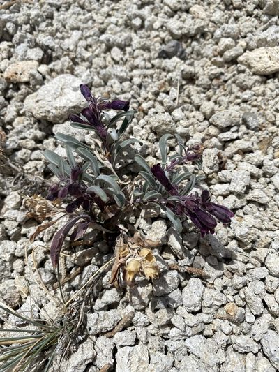 Penstemon kingii, photographed by Matt Berger