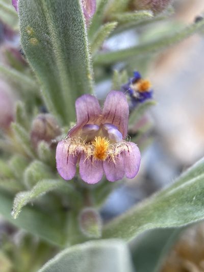 Penstemon barnebyi, photographed by Matt Berger