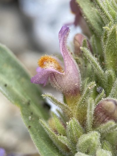 Penstemon barnebyi, photographed by Matt Berger