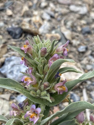 Penstemon barnebyi, photographed by Matt Berger