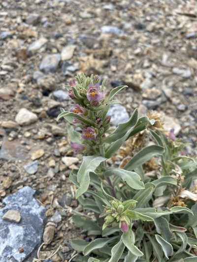 Penstemon barnebyi, photographed by Matt Berger