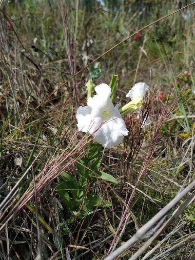 Escobedia grandiflora, photographed by Andrés Ramírez-Barrera
