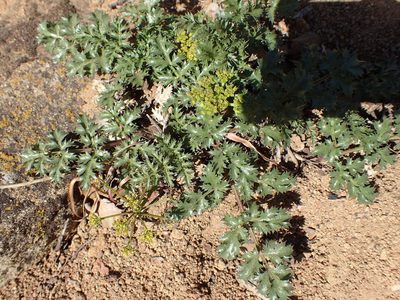 Tauschia parishii, photographed by George Williams