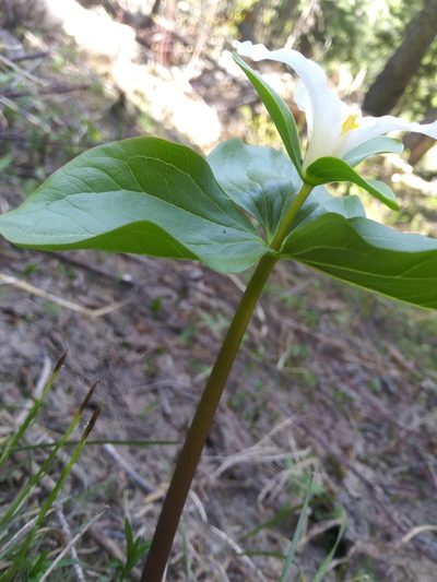 Trillium crassifolium, photographed by Laura Holloway