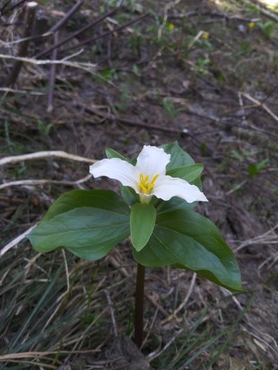 Trillium crassifolium, photographed by Laura Holloway