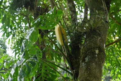 Monstera siltepecana, photographed by Saban-Sequén, E.A.