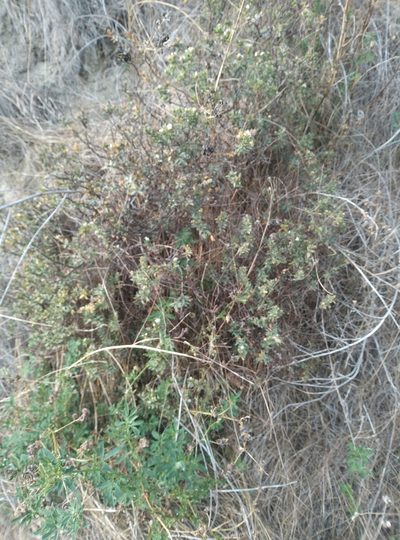 Pimelea declivis, photographed by Joe Potter Butler