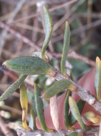 Pimelea declivis, photographed by Joe Potter Butler