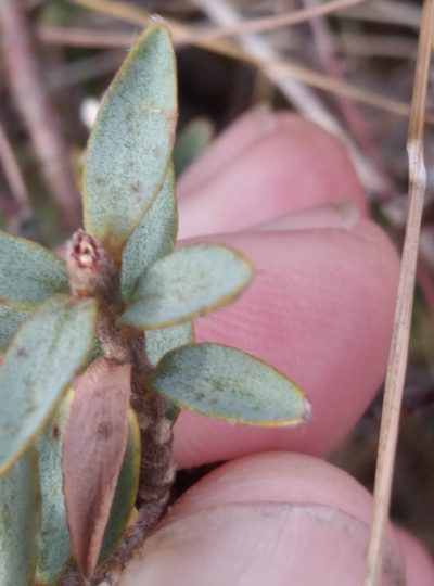 Pimelea declivis, photographed by Joe Potter Butler