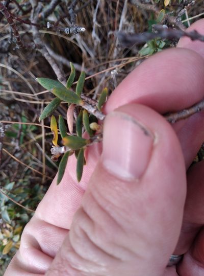 Pimelea declivis, photographed by Joe Potter Butler