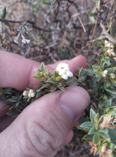 Pimelea declivis, photographed by Joe Potter Butler